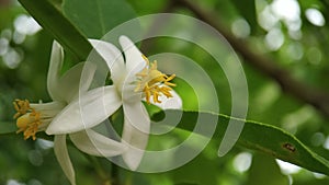 Lemon flower macro shot well focused with green leaves