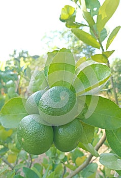 Lemon fresh in the garden at Thailand