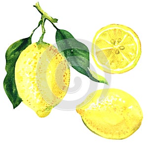 Lemon fruit branch with green leaves, fresh lemon citrus tree, whole lemon and slice, isolated, hand drawn watercolor