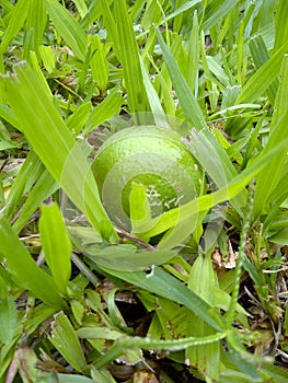 Lemon fruit on the green grass photo