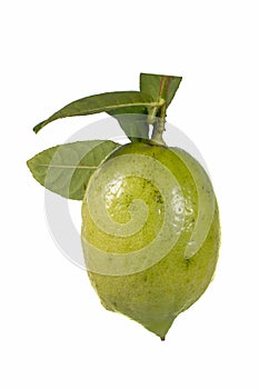 Lemon fruit with its leaves on a white