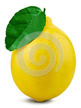 Lemon fruit leaf