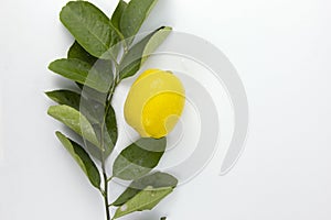 A Lemon fruit with leaves isolate on white background, a branch of Lemon fruiton the top view