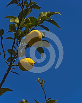 Lemon fruit on a lemon tree spring in Kfar Glikson Israel