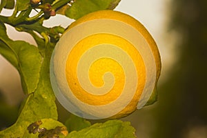 Lemon fruit on a lemon tree spring in Kfar Glikson Israel