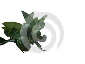 Lemon fruit, Tropical tree leaves with branches on white isolated background