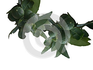 Lemon fruit, Tropical tree leaves with branches on white isolated background