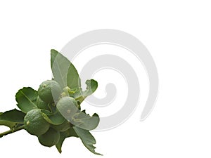 Lemon fruit, Tropical tree leaves with branches on white isolated background