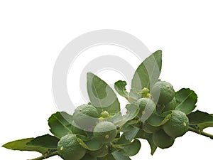 Lemon fruit, Tropical tree leaves with branches on white isolated background