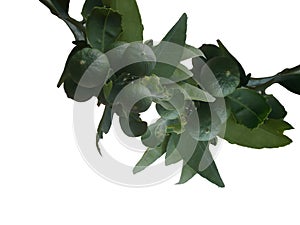 Lemon fruit, Tropical tree leaves with branches on white isolated background