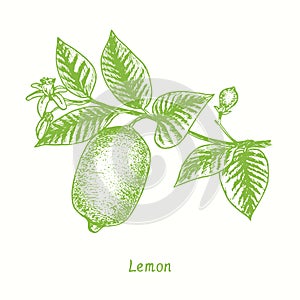 Lemon fruit twig with leaves and flowers. Ink doodle drawing