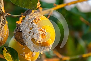 Lemon fruits and affected by pest. Citrus mealybug, Planococcus Hemiptera Pseudococcidae dangerous pest plants, including photo