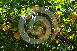 Lemon fruits on a lemon tree spring in Kfar Glikson Israel