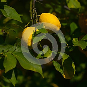 Lemon fruits on a lemon tree spring in Kfar Glikson Israel