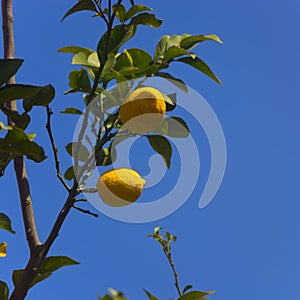 Lemon fruits on a lemon tree spring in Kfar Glikson Israel