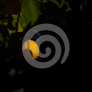 Lemon fruits on a lemon tree spring in Kfar Glikson Israel