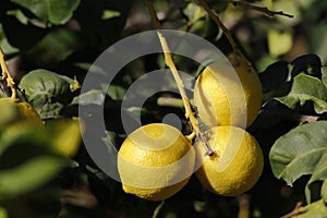 Lemon fruits tree in the park.