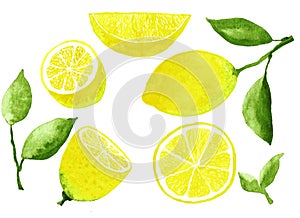 Lemon fruits watercolor set hand draw illustration