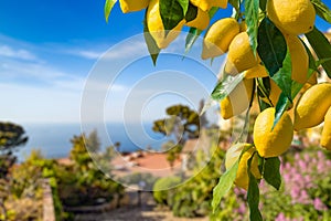 Lemon garden in Capri island ready for harvest. Bunches of fresh yellow ripe lemons with green leaves