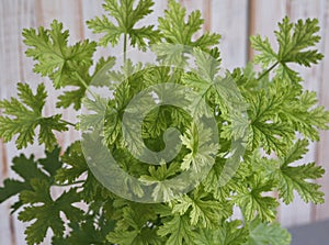 Lemon geranium, Pelargonium capitatum, lemon-scented pelargonium with pink flowers