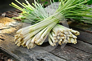 Lemon Grass