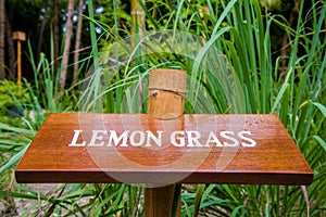 Lemon grass board in the garden