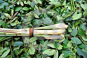 Lemon grass and curry leaves