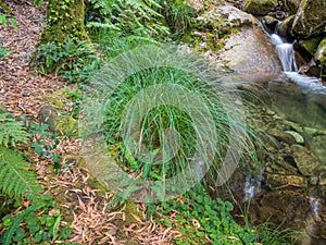 Lemon grass Cymbopogon citratus