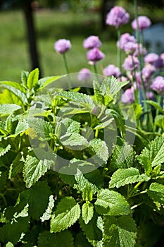 Lemon grass in the garden
