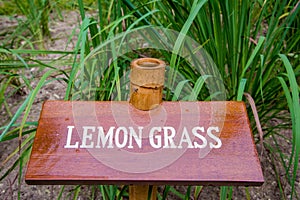 Lemon grass in the garden