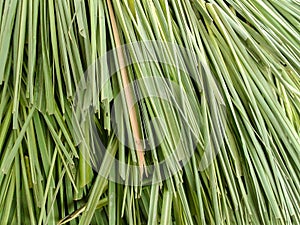 Lemon grass leaves