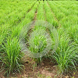 Lemon grass plant