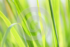 Lemon grass plant close up of green leaves for herb medicine food