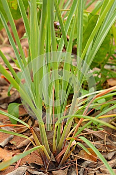Lemon grass plant