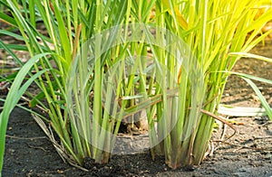 Lemon grass plant, plantation of lemon grass tree growing in the garden