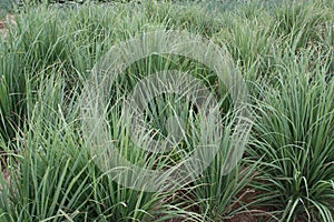 Lemon Grass Plants