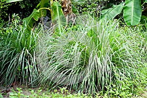Lemon grass in garden.