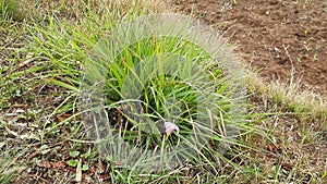 Lemon grass plants greens