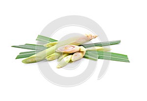 Lemon grass slice on white background,herb photo