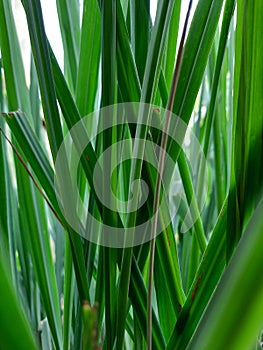 Lemon grass tree abstracting