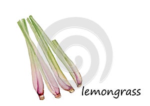 Lemon grass watercolor illustration vector background