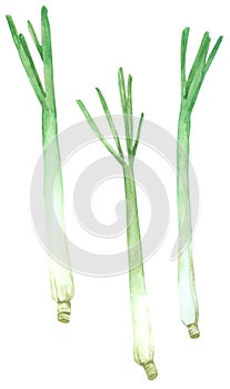 Lemon grass watercolour isolated on white background