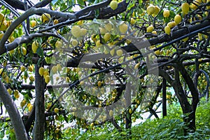 Lemon grove in Ravello, Italy