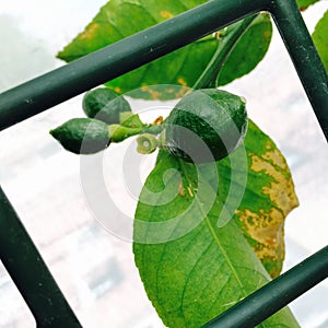 Lemon growing on a tree