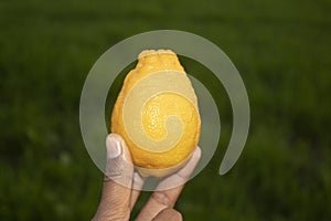 Lemon in hand on a background of green grass