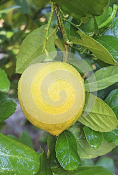 Lemon hanging on lemons tree