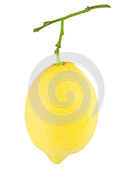 Lemon hangs on a branch