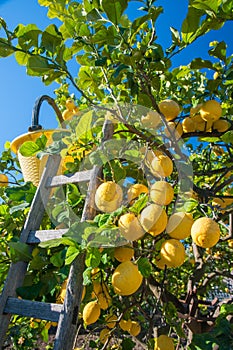 Lemon harvest time