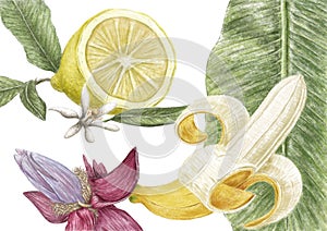 Lemon illustration. photo