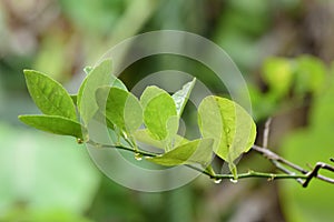 Lemon leaf and branch